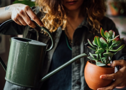 Woman watering succulent
